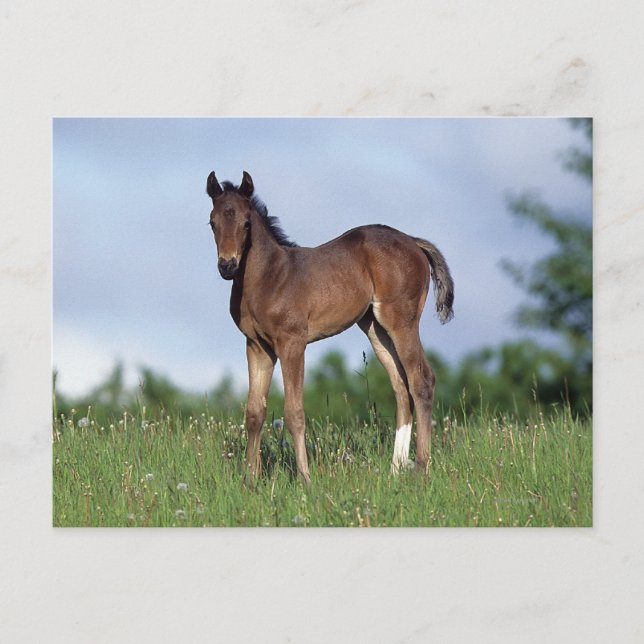 Carte Postale Poulain de pur sang se tenant dans l'herbe (Devant)