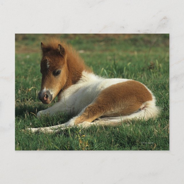Carte Postale Poulain miniature couché (Devant)