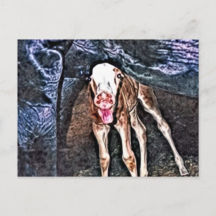Carte Postale Poulain nouveau-né amusant