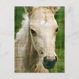 Carte Postale Poulain Palomino
