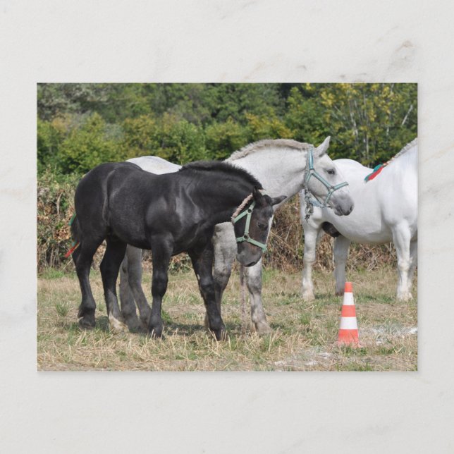 Carte Postale poulain percheron noir et gris en France (Devant)