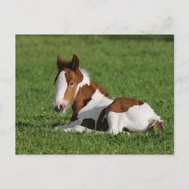 Carte Postale Poulain s'étendant dans l'herbe (Devant)