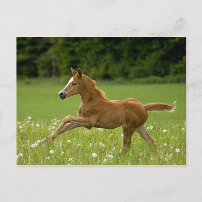 Carte Postale Poulains de la galopie (Devant)