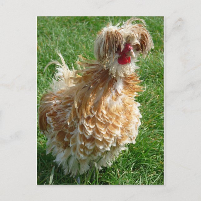 Carte Postale poule (Devant)
