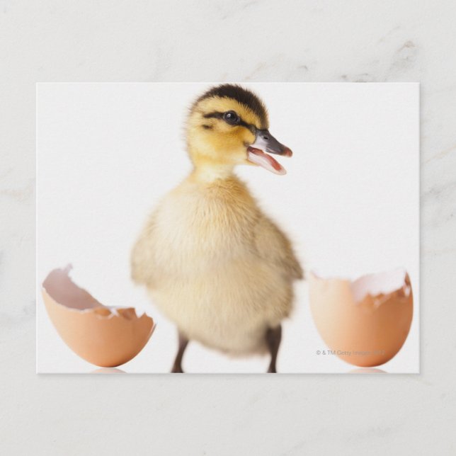 Carte Postale Poule fraîchement hachée à côté de la coquille d'o (Devant)