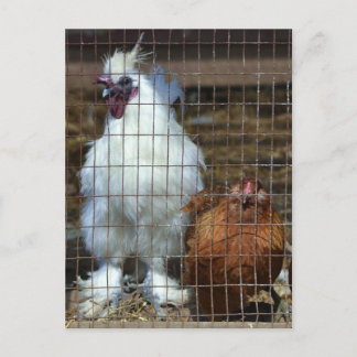Carte Postale Poules de luxe