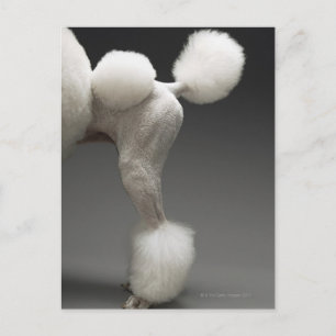 Carte Postale Poules de Poodle, sur arrière - plan gris