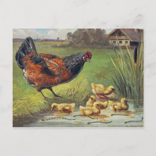Carte Postale poules et poussins