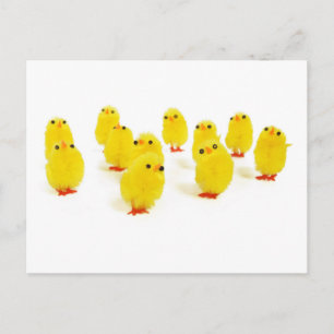 Carte Postale poules mignonnes