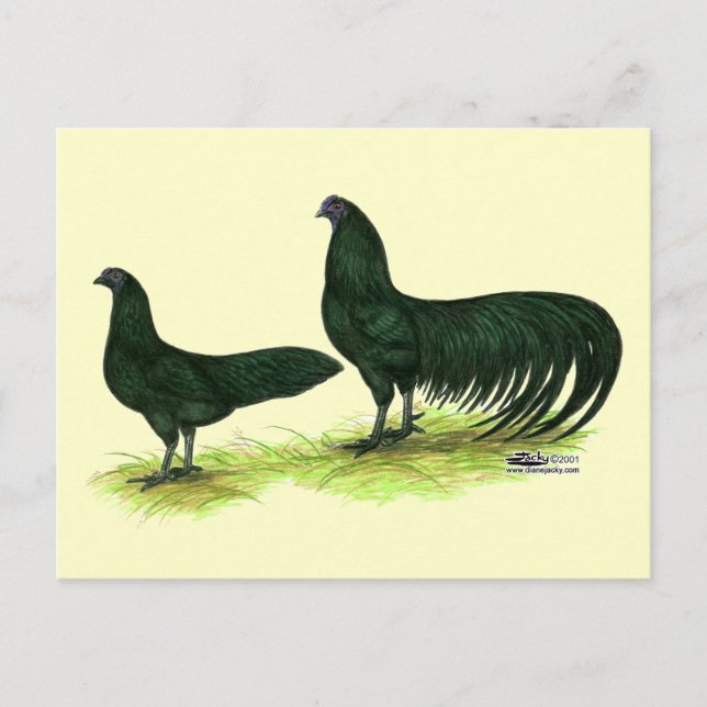 Carte Postale Poules Sumatra Black (Devant)