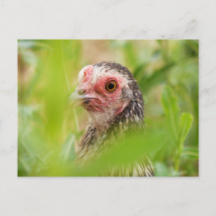 Carte Postale Poulet