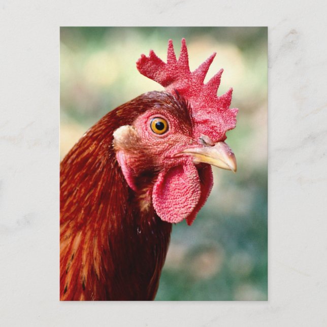 Carte postale poulet (Devant)