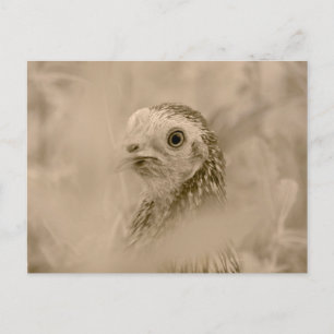 Carte Postale Poulet