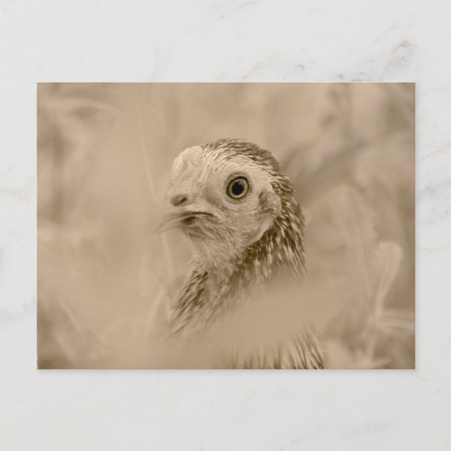 Carte Postale Poulet (Devant)