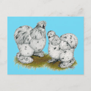 Carte Postale Poulet à éclaboussures de Silkie Bantam
