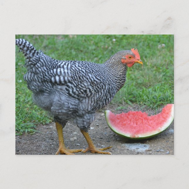 Carte Postale Poulet aime la pastèque (Devant)