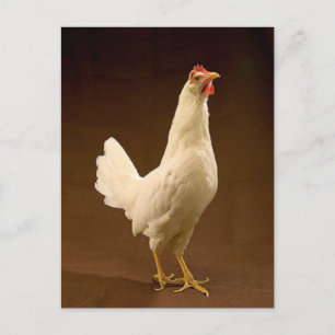 Carte Postale Poulet blanc