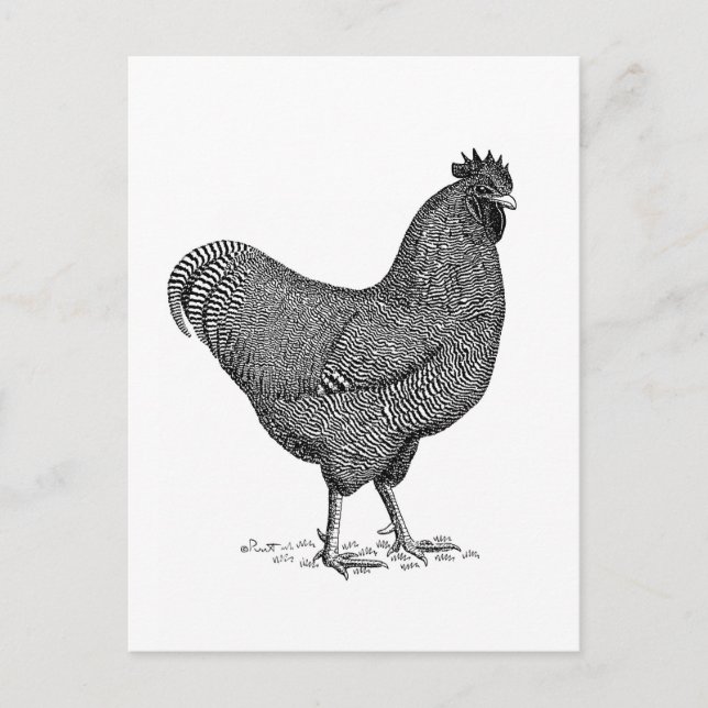 Carte Postale Poulet BW Plymouth-Rock (Devant)