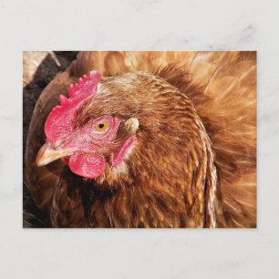 CARTE POSTALE POULET CUIT