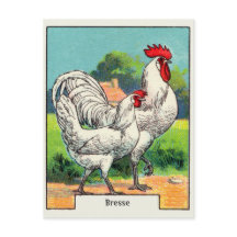 Poulet de Bresse Vintage