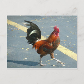 Carte Postale Poulet de Key West