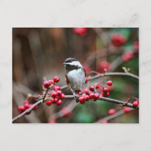 Carte Postale Poulet en branche avec baies rouges