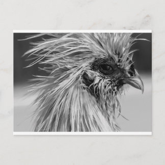 Carte Postale Poulet en silkie humide en colère