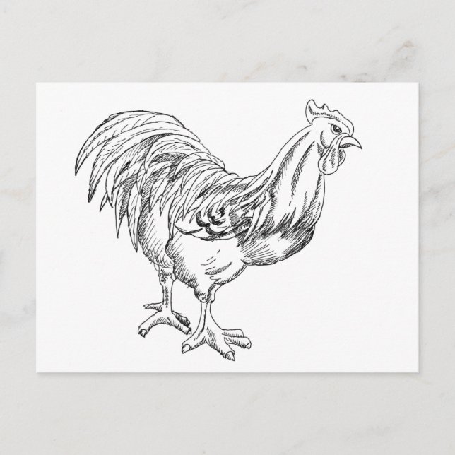 Carte Postale Poulet en stylo et encre (Devant)