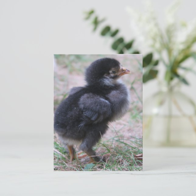 Carte Postale poulet, poussins, poules, poussin, animal, oiseau, (Debout devant)