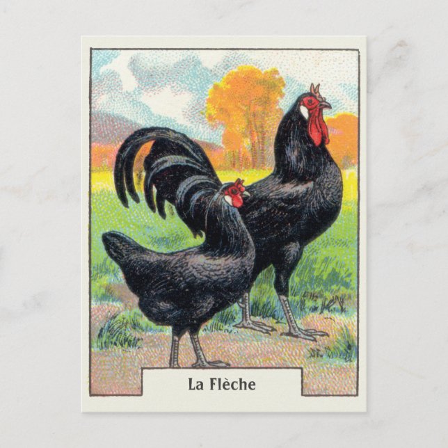 Carte Postale Poulet vintage La Fleche (Devant)
