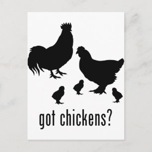 Carte Postale Poulets