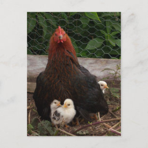 Carte postale Poulets