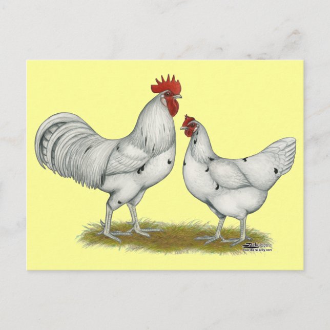 Carte Postale Poulets blancs Austra (Devant)