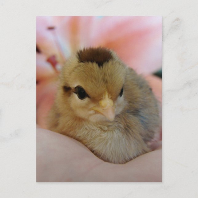Carte Postale Poulets de bébé adolescent dans ma main (Devant)