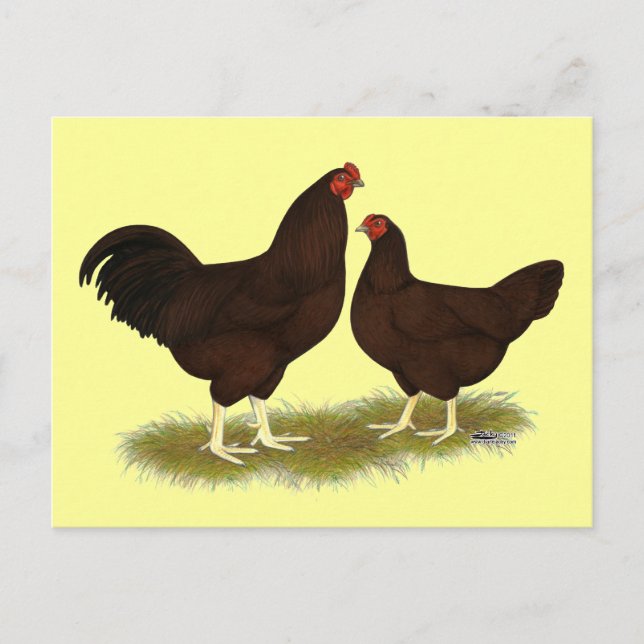 Carte Postale Poulets de Buckeye (Devant)