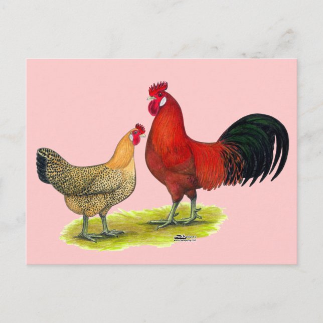 Carte Postale Poulets de la coupe de beurre sicilienne (Devant)