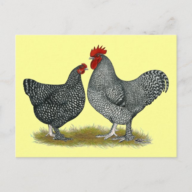 Carte Postale Poulets de Maline (Devant)