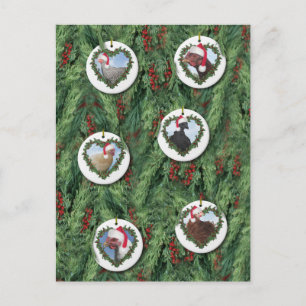 Carte Postale Poulets de Noël