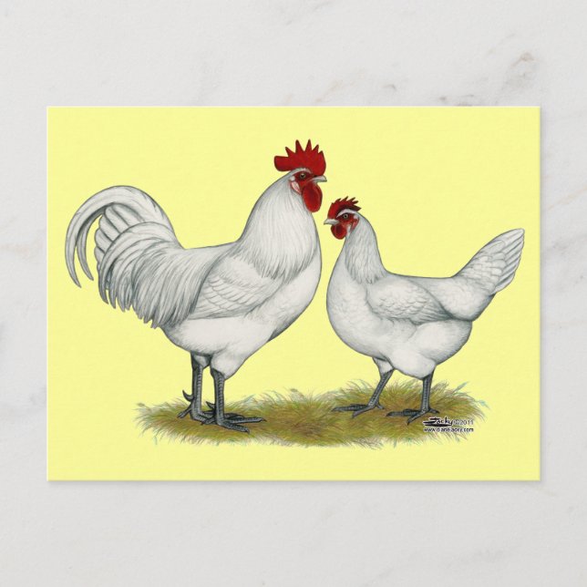 Carte Postale Poulets de pieds bleus (Devant)