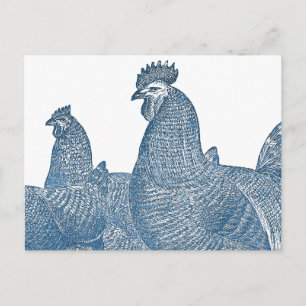 Carte Postale Poulets de roche de Plymouth Poules de coq bleu an