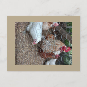 Carte Postale Poulets domestiques mignons