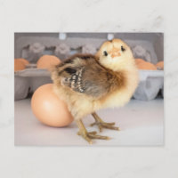 Poulets et oeufs précieux pour bébés