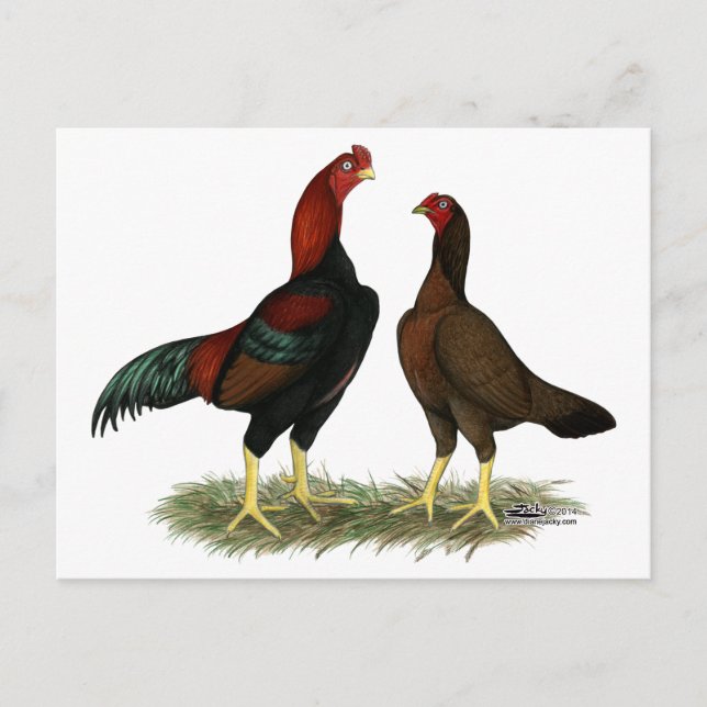 Carte Postale Poulets rouges noirs Aseel (Devant)
