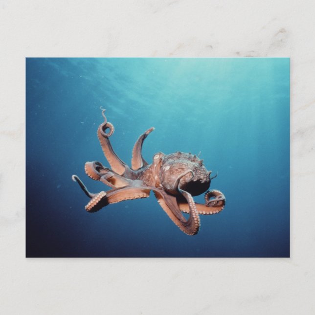 Carte Postale poulpe (Devant)