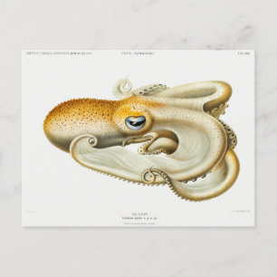 Carte Postale poulpe de velodona par Carl Chun