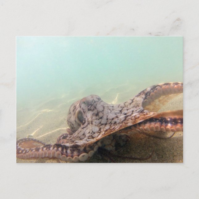 Carte Postale Poulpe d'Hawaï (Devant)