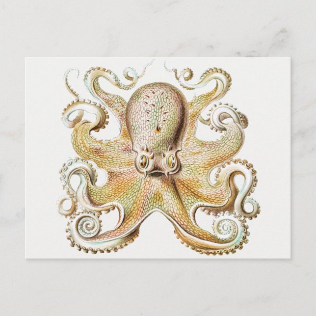 Carte Postale poulpe vintage (Devant)