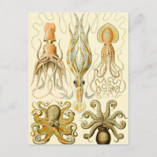 Carte Postale Poulpe Vintage Gamochonia Calmar par Ernst Haeckel