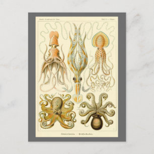 Carte Postale Poulpe Vintage Gamochonia de Ernst Haeckel