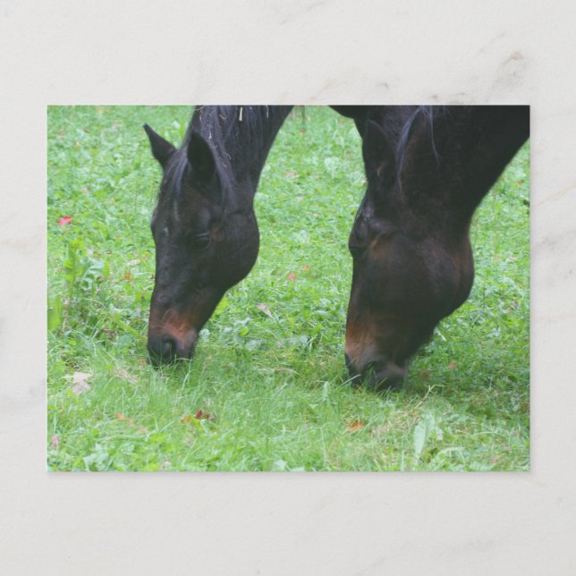 Carte postale pour animaux de pâturage pour les am (Devant)
